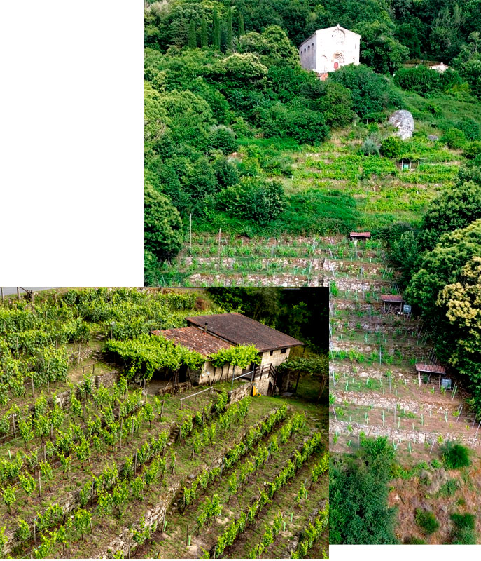 Imagen presentación Bodegas Martinez en la Ribeira Sacra