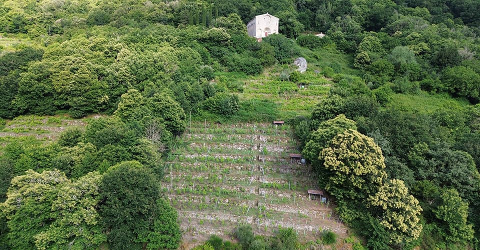 Viñedo Cela en la Ribeira Sacra