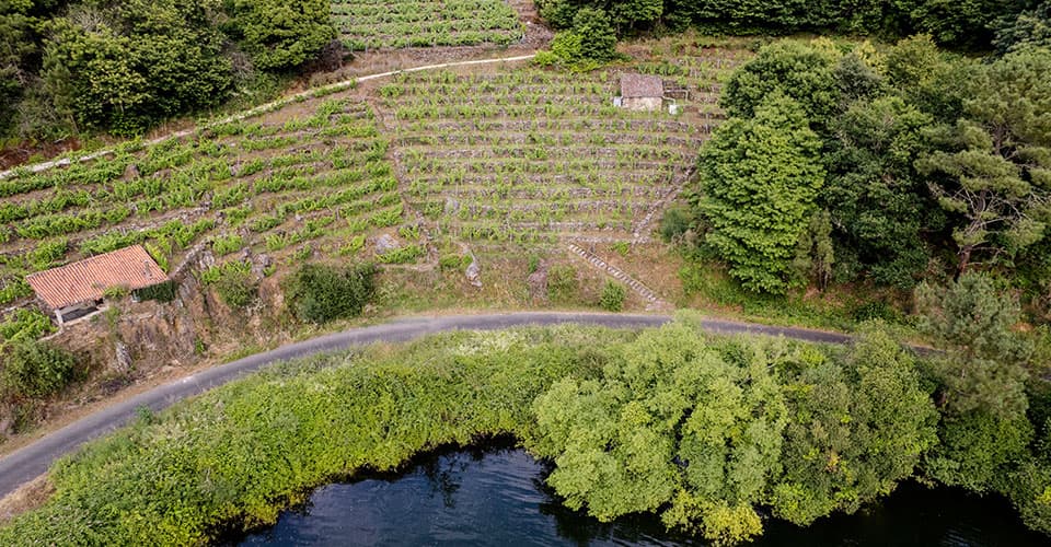 Viña Canceliña, vino de alta calidad próximo al río