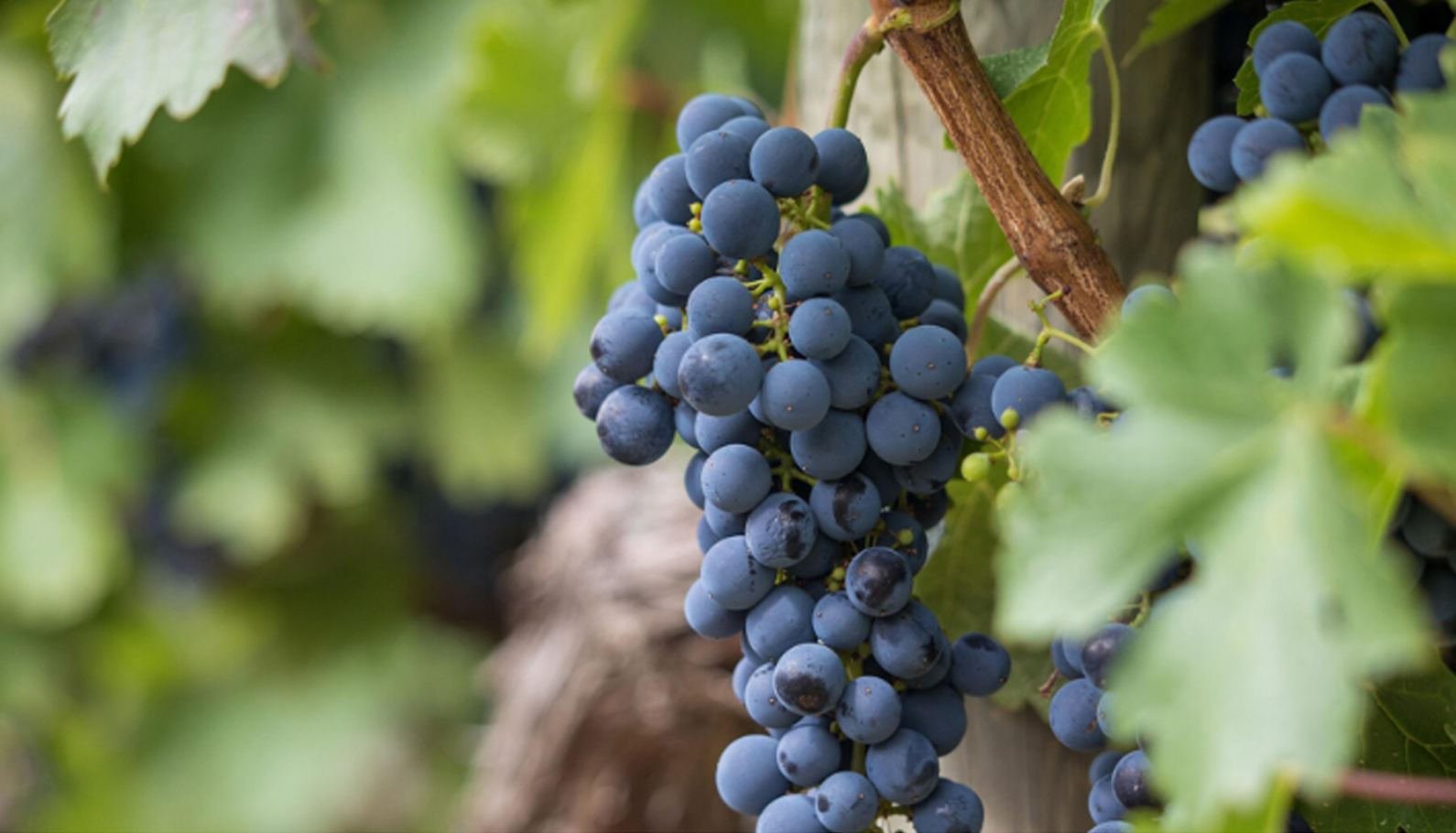 Imagen de uvas vino tinto mencía